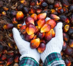 RSPO – Producţia şi utilizarea uleiului de palmier în mod responsabil