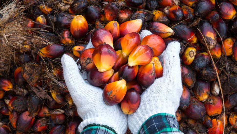 RSPO – Producţia şi utilizarea uleiului de palmier în mod responsabil